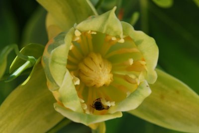 Liriodendron tulipifera 'Aureomaginatum' - liliovník tulipánokvětý - květ